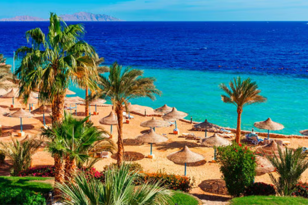 Untitled design – 2024-07-29T142118.625