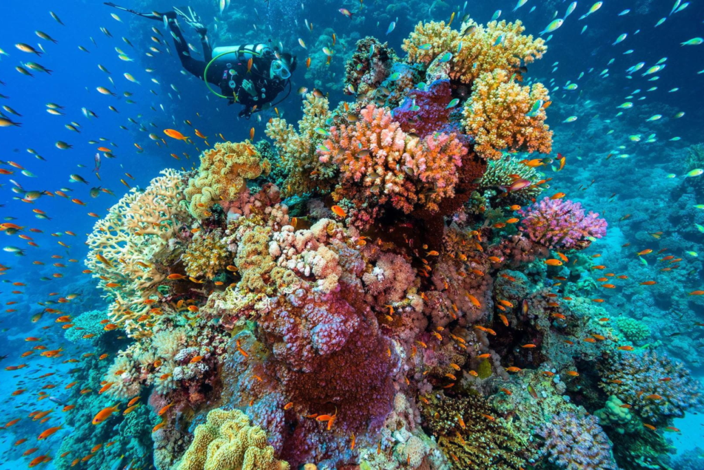 Untitled design – 2024-07-29T173046.298